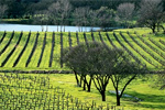 Environmentally clean, functionally safe, non-polluting plant foods