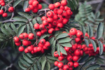 Nature's Bio Helps Better Growth For Plantations