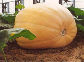 Organic based liquid nutrients