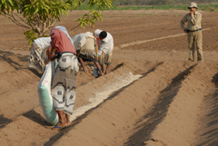 Environmentally beneficial soil amendment