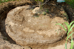 Plantations Fields  Treated With AquaFeed Reduces Irrigation Supply