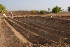 Soil amendments improve the physical properties of sandy soils to hold sufficient water