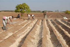 Bio-Oraginc Mixture for increasing water and  nutrients retention in an agricultural fields and farms 